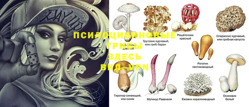 цены   Асбест  Галлюциногенные грибы Magic Shrooms 